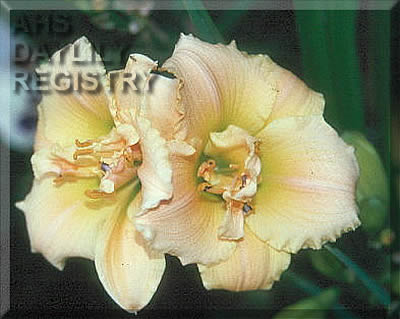 Double Cutie Pie AHS image