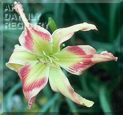 Kings Spectrum AHS image
