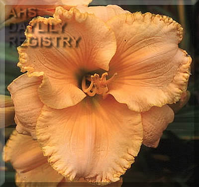 Barnegat Gold AHS image