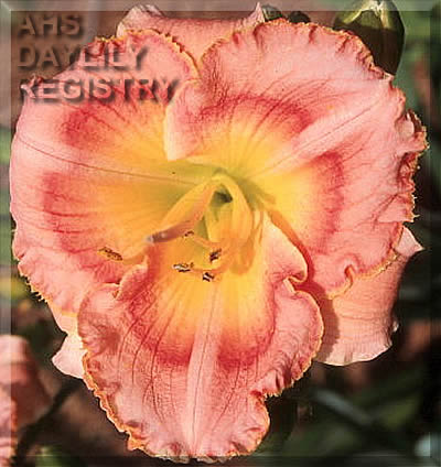 Ashley Vossler Smith