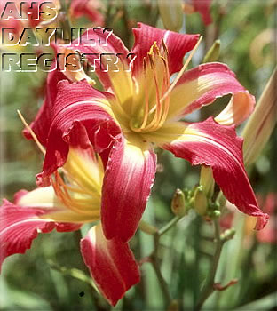 James River Rose AHS image