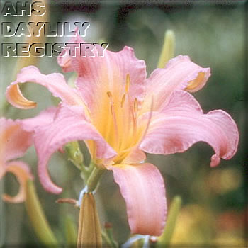 Dances with Flamingoes AHS image