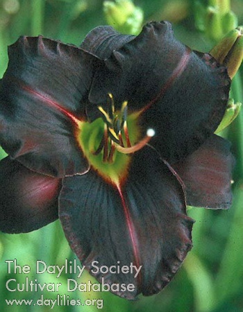 Ashwood Dark Side AHS image