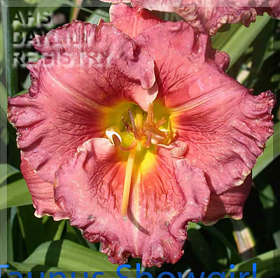 Taunus Showgirl AHS image