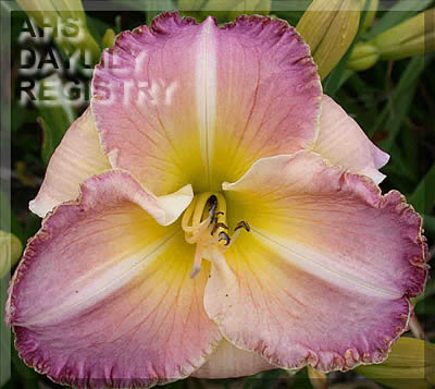 Taunus Lavender Creation AHS image