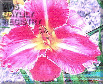 Rose Glace AHS image