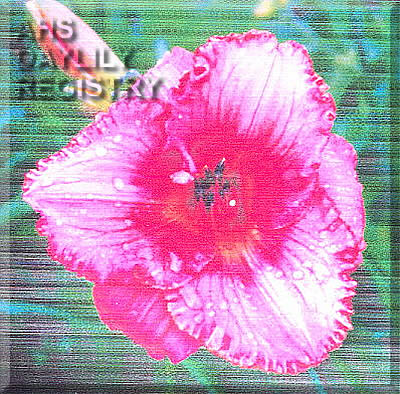 Rose-valentine AHS image