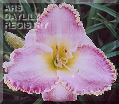 Suzanne Carter AHS image