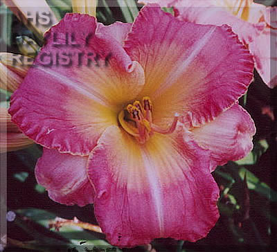 L'Été en Rose AHS image