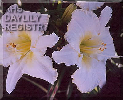 Bal Des Anges AHS image