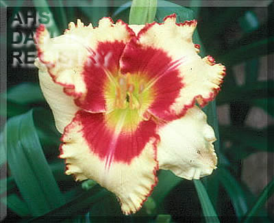 Big Impression AHS image