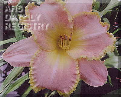 Sandy B. AHS image