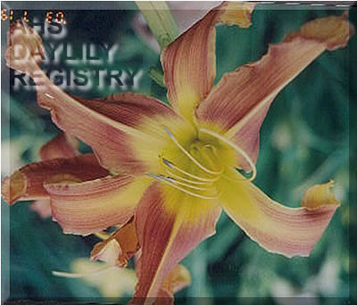 Avilla Wind Dancer AHS image