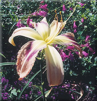 Shy Pirouette AHS image
