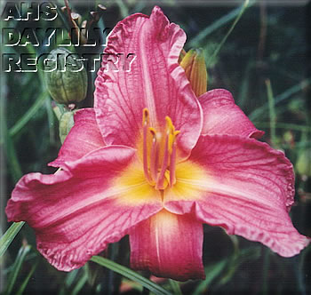 Cheerful Pink Prelude