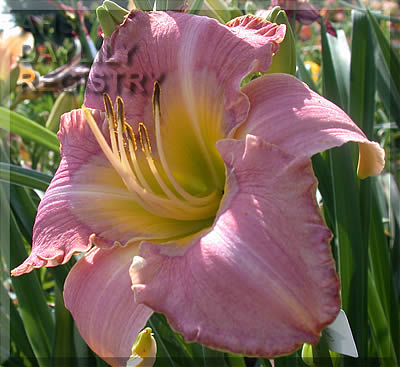 Taunus Lavender Trumpet AHS image