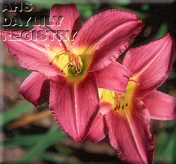 Sagamore Dorothy Crawford AHS image