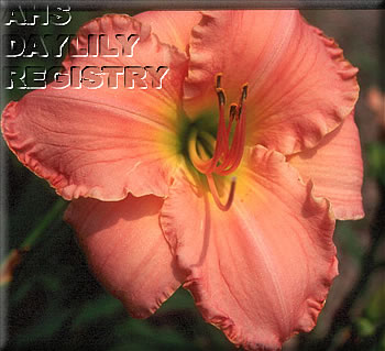 Sagamore Doreen AHS image