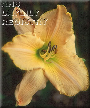 Sagamore Dorry Brown AHS image