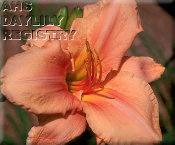Sagamore Carolyn Anna AHS image