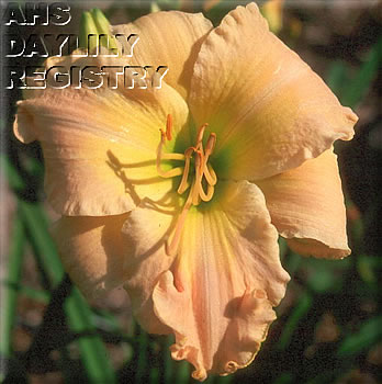 Sagamore Howard Dean AHS image