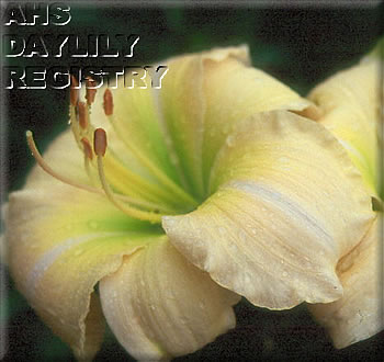 Sagamore Paula's Gift AHS image