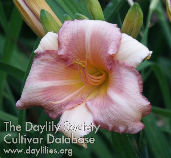 Shelby Garden Party AHS image