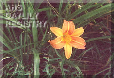 Little Pumpkin Fox AHS image