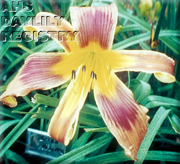 Fiesta Feathers AHS image