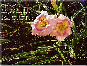 Flint Hills Velma AHS image
