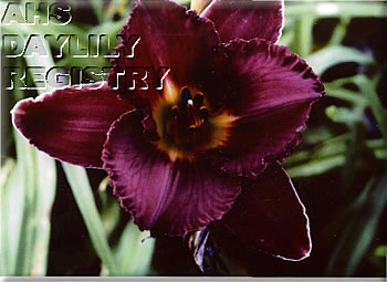 Flint Hills Touch of Velvet AHS image