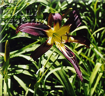 Midnight Sunburst AHS image