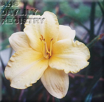 Silent Angel AHS image
