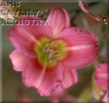 First Rose of Summer AHS image