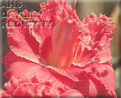 Calady AHS image