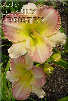 Rainbow Fantasy AHS image
