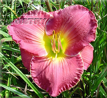 Honalee AHS image