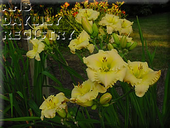 Metabelle Beth AHS image
