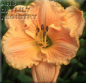 Sunday Concerto AHS image