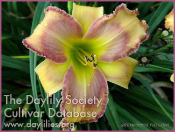 Greywoods Tallyho AHS image