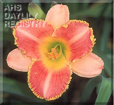 Hoosier Papa AHS image