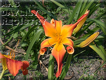 Taunus Fire Dragon AHS image