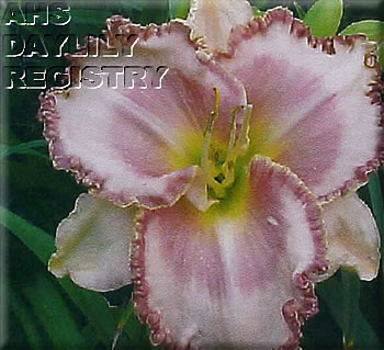 Corey Rebecca AHS image