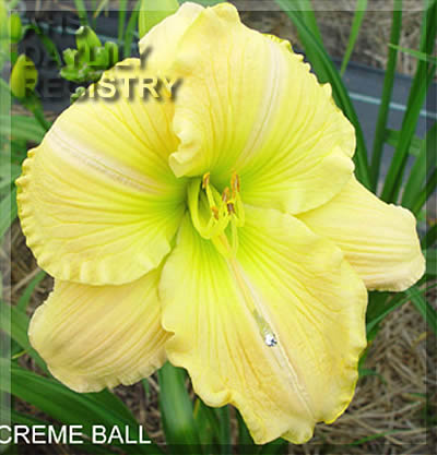 Berlin Creme Ball AHS image