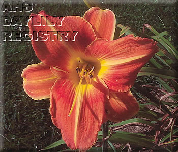 Pusey's Orange Horn AHS image