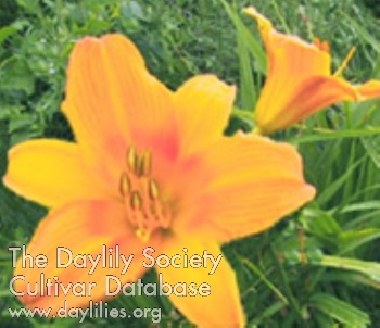 Peach Mandelynne AHS image