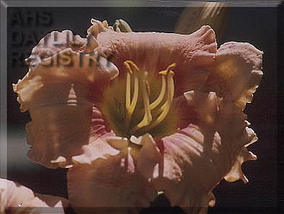 Jeffrey Cappy Walsh AHS image