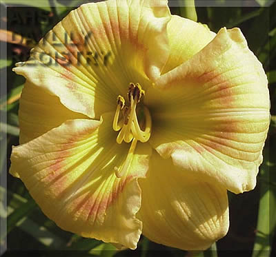 Butternutter