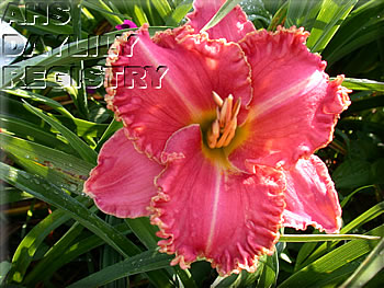 Gypsy Rose AHS image