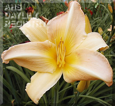 Good Morning Chautauqua AHS image